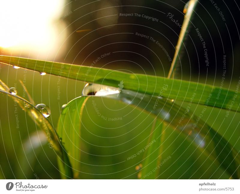 play of colours Meadow Back-light Green Nature Drops of water