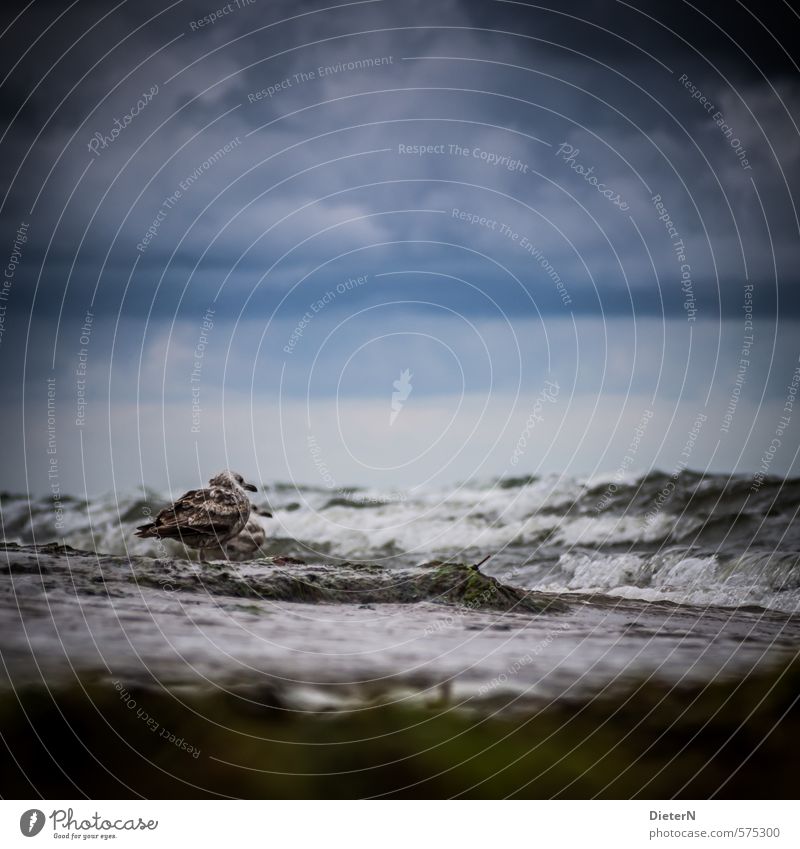 waiting Environment Nature Landscape Water Sky Clouds Storm clouds Horizon Summer Bad weather Wind Gale Beach Baltic Sea Wild animal Bird 1 Animal Blue Black