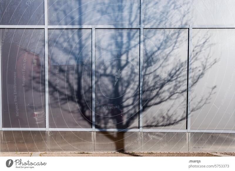 bald Shadow Town Facade Tree Twigs and branches Building Branches and twigs Sunlight Contrast Bald Branches Bleak Spring Autumn