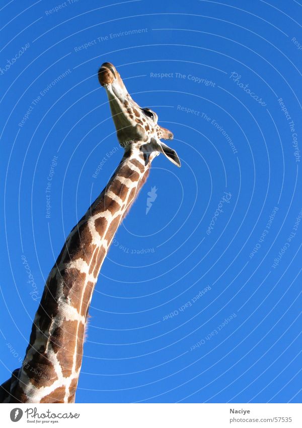 vista of heaven Large Brown flecked Giraffe long neck Neck Patch Elegant Blue Blue sky