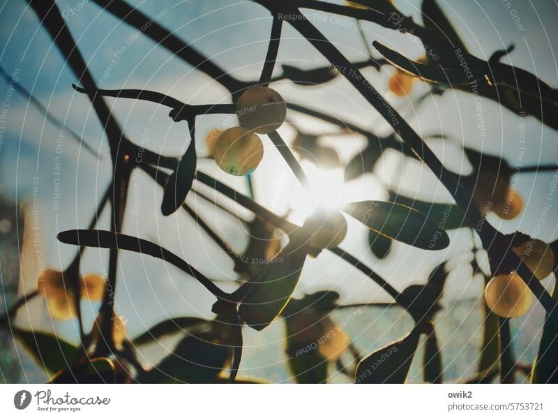 Small balls against the light Berry bush twigs Nature Berries Twigs and branches blurriness daylight naturally Deserted Sunlight thickets leaves shrub