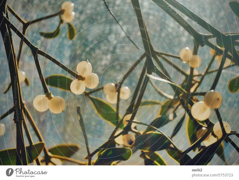 Small balls Berry bush twigs Nature Berries Twigs and branches blurriness daylight naturally Deserted Sunlight thickets leaves shrub Colour photo Environment