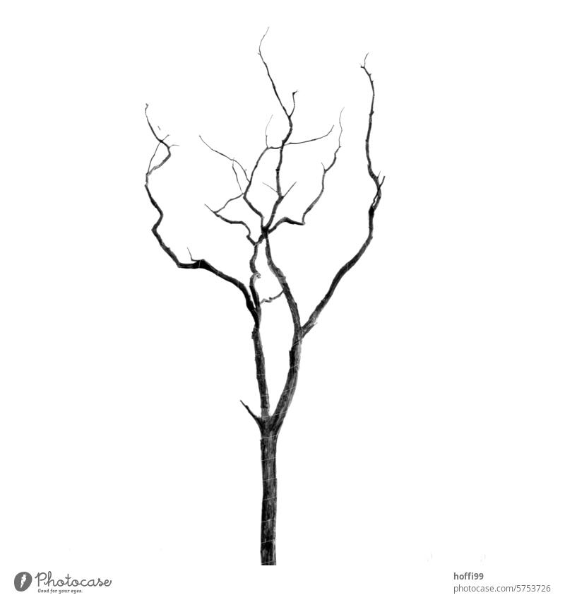 bare branch without leaves in front of a completely white background Forest death Bleak branching Neutral background bare tree Tree exempt Minimalistic