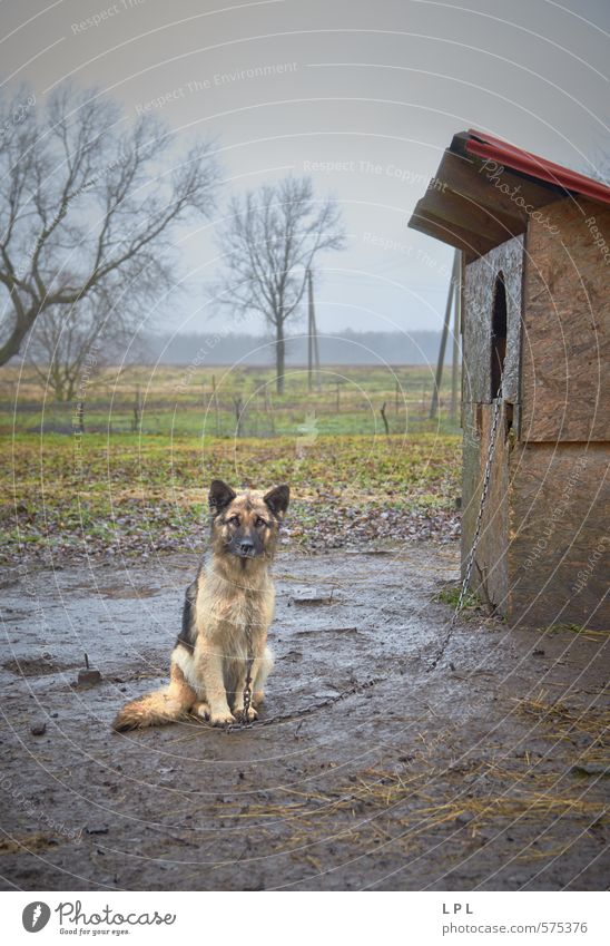 a day in the life of a guard dog Animal Pet Farm animal Dog Poverty Testing & Control Village Village idyll Watchdog cruelty to animals Torture Anguish Pain