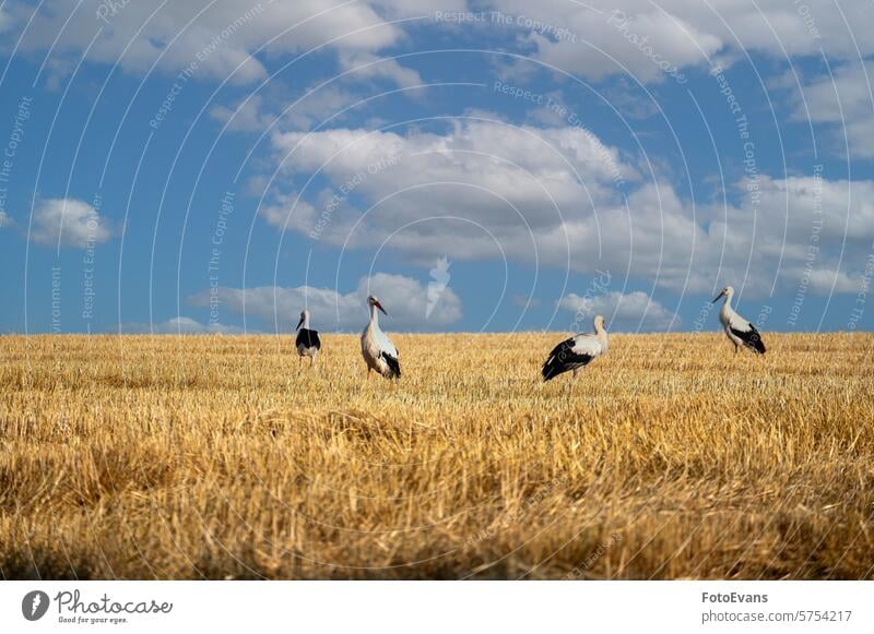 Storks  on a stubble field horizon white stork hay nature day vertebrates straw swarm animal agriculture rattle stork a lot bird outdoors Ciconia ciconia