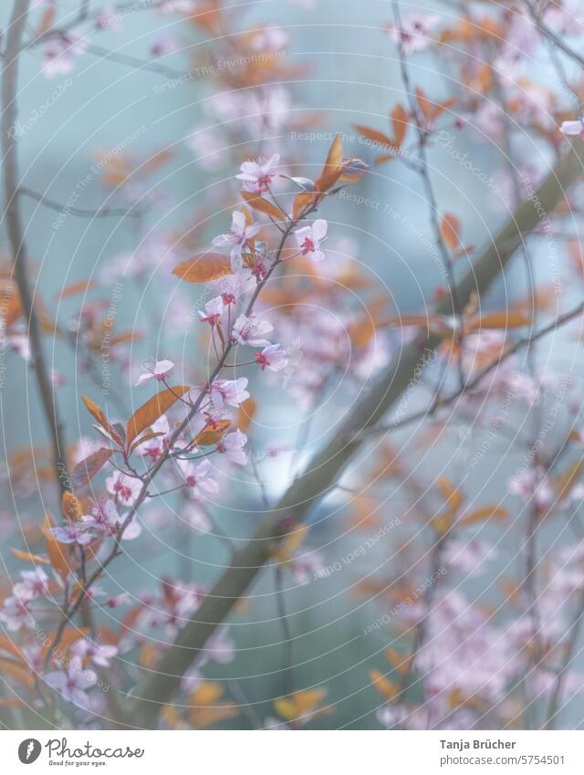 Delicate cherry blossom branch in pink fragility Spring Beauty & Beauty romantic Decoration ornamental naturally Nature flora Floral petals Girlish Pink Blossom