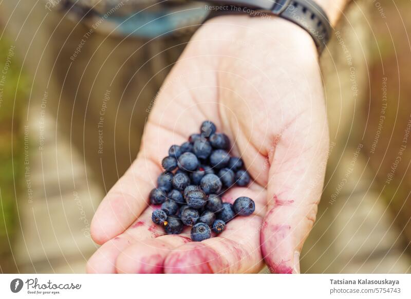 A handful of freshly picked wild blueberries in a man's hand smeared with blueberry juice wild blueberry huckleberry whortleberry bilberry Vaccinium myrtillus