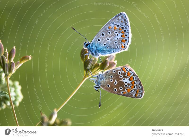 Pair of blue butterflies sitting on a flower, he above, she below Butterfly Polyommatinae Couple 2 Lepidoptera Nature Colour photo Grand piano