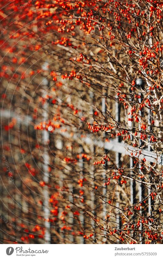 A swirl of red berries in front of a concrete façade with vertical structures Berries Red vertebra Swarming Facade Concrete Vertical Architecture urban