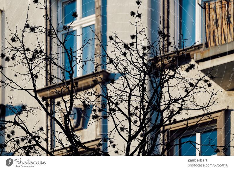 A tree with prickly fruit in front of an old building façade Tree Shadow Thorny fruits Facade Town urban Contrast structure Pattern Plant twigs branches