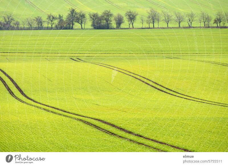 Fields in the spring with tracks, sprouted seeds and a field path with still bare fruit trees in between sowing Spring Sowing Growth Agriculture