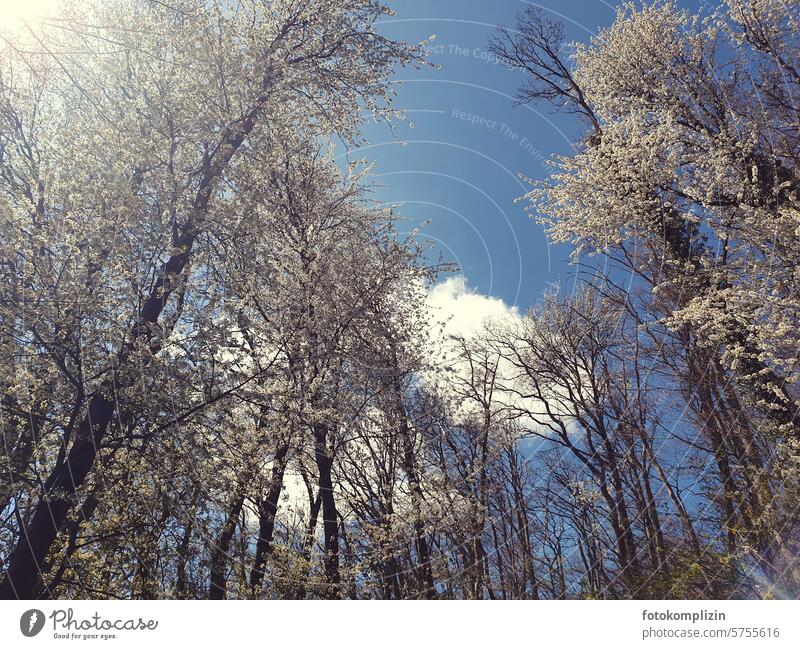 blossoming trees tower high into the sky Spring day Blossoming Sky spring feeling come into bloom Nature spring awakening heyday Treetop Treetops romantic