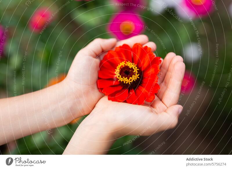 Cradled gently in caring anonymous hands, a vibrant red Gerbera daisy stands out with a backdrop of colorful flowers in a lush summer garden holding care bloom