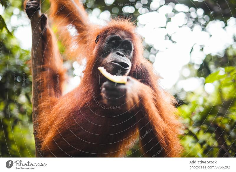 Orangutan enjoying a snack in Indonesian forest orangutan indonesia wildlife natural habitat banana eating primate ape nature tropical conservation borneo