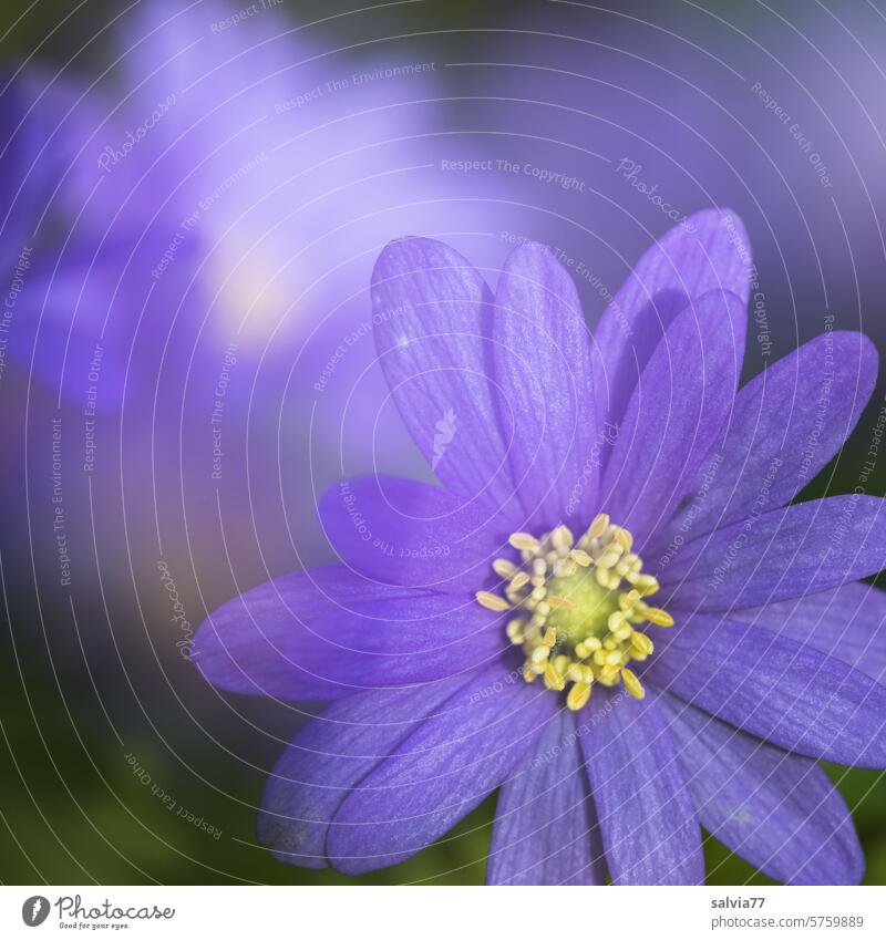 Spring anemone Blanda Blue Blossom Flower Anemone Delicate Shallow depth of field Close-up Poppy anenome Colour photo pretty Garden Blossoming