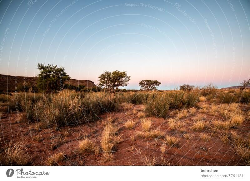 Somewhere in Africa. Kalahari desert Grass Namibia Far-off places Wanderlust travel Colour photo Landscape Loneliness Adventure Nature Vacation & Travel