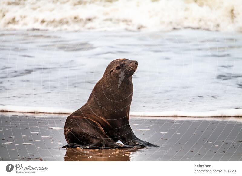 ROB Animal Harbour seal Impressive Waves Water Swakopmund Walvis bay Vacation & Travel Adventure Nature Freedom Colour photo travel Wanderlust Far-off places