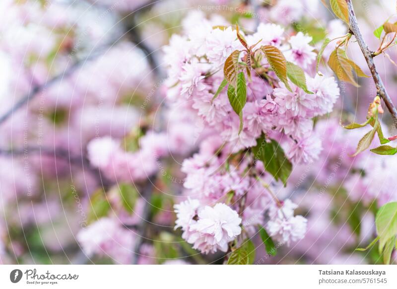 Close-up image of the beautiful soft pink Cherry Blossom of 'Prunus Kanzan' Japanese flowering cherry tree spring cherry blossom bloom prunus serrulata