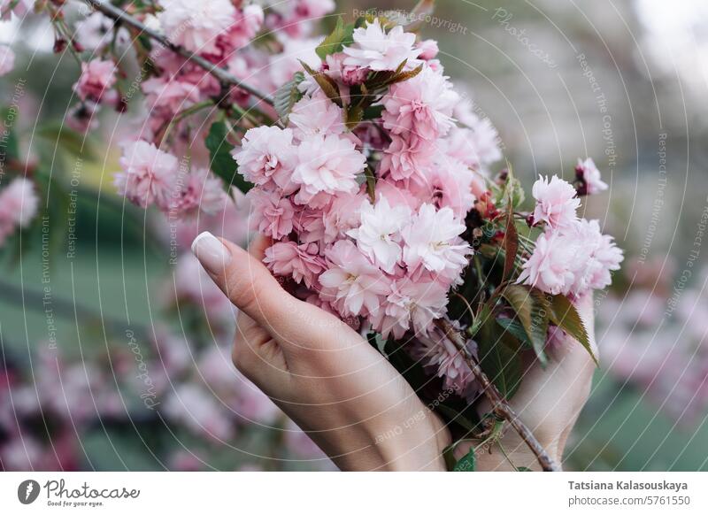 Cherry blossoms: walking in spring garden, woman hands close-up on flower cherry blossom bloom cherry tree prunus Kanzan serrulata lannesiana Kwanzan Sekiyama