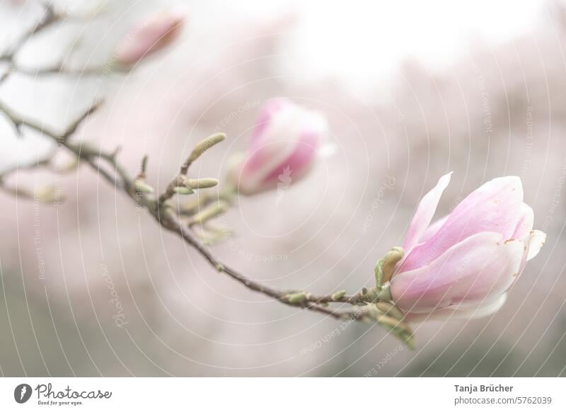 Magnolia - from bud to flower on a branch magnolia branch fragrant magnolia in bloom light colours attentiveness Blossoming Magnolia tree come into bloom