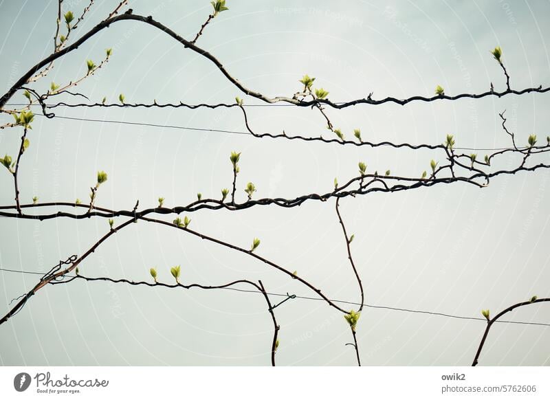 Growth strategy Garden vine Kiwifruit slips Delicate Spring lTotal Abstract Firm To hold on Nature Plant Colour photo Close-up Exterior shot cloudy sky Detail