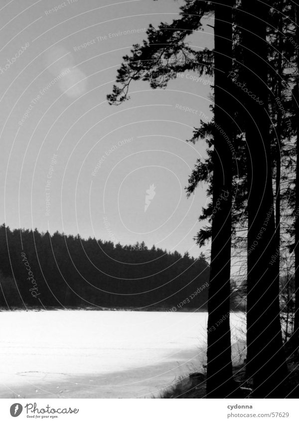 At the lake B/W Lake Tree Forest Fir tree Light Impression Winter Water Ice Landscape Nature Contrast Black & white photo Sun To go for a walk