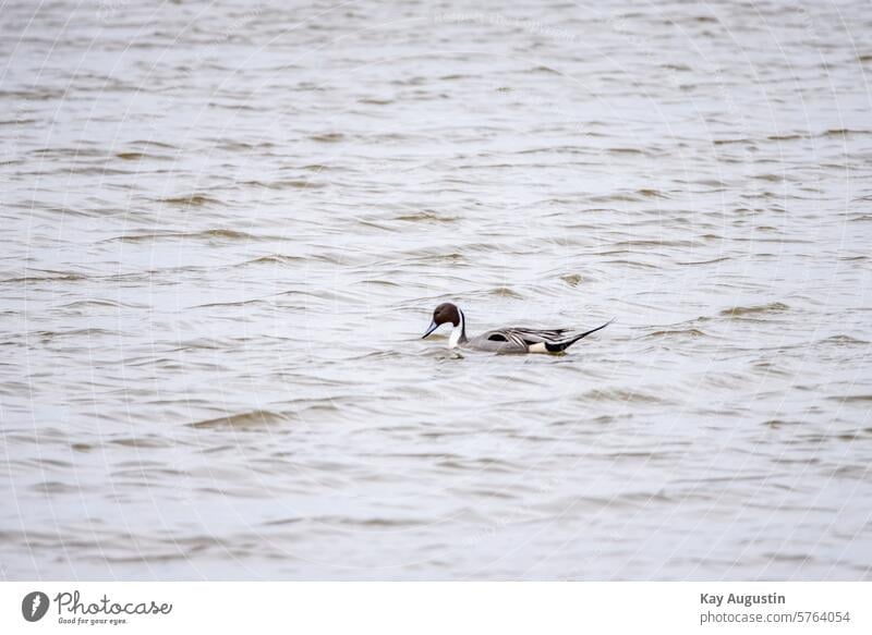 Pintail duck North Sea shore Water Nature Germany Landscape North Sea coast Colour photo Mud flats Nature reserve nature conservation schleswig holstein
