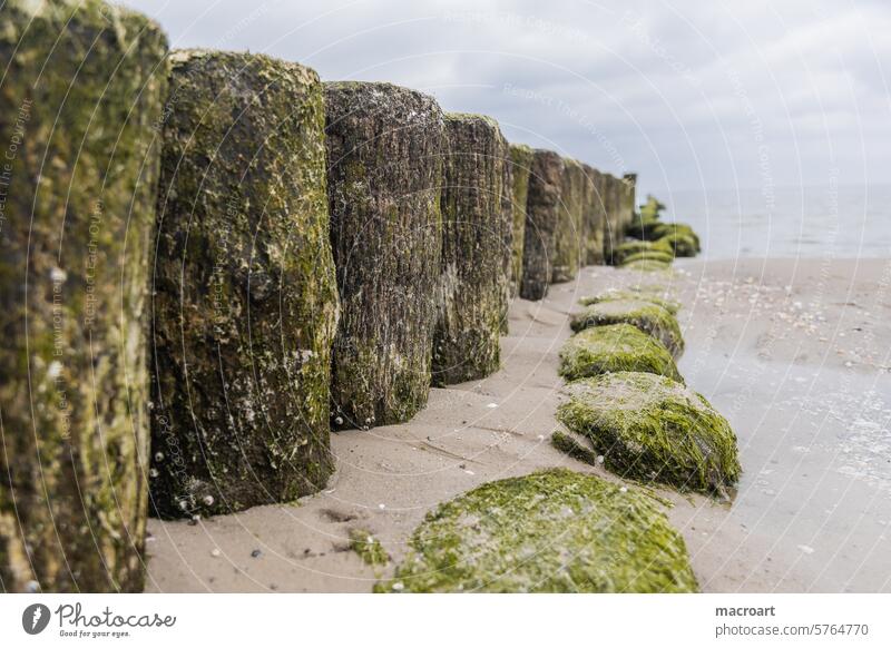Double row of mossy groynes on the Baltic Sea on Usedom Moss mossed series coastal protection Parallel drifting apart to give way disassociated at the same time
