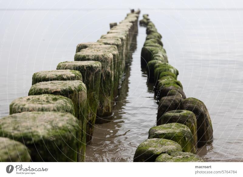 Double row of mossy groynes on the Baltic Sea on Usedom Moss mossed series coastal protection Parallel drifting apart to give way disassociated at the same time
