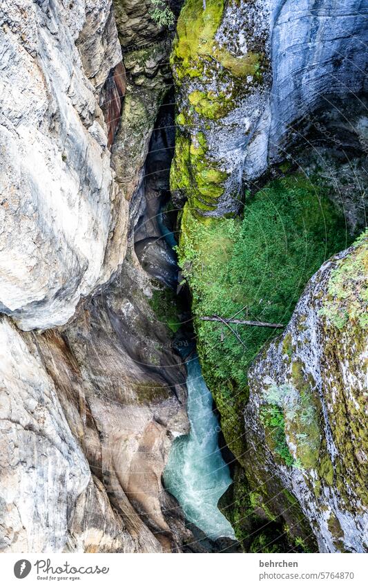 source of danger | risk of falling River Rock Wanderlust especially Fantastic Rocky Mountains Landscape trees Forest North America Canada Jasper national park