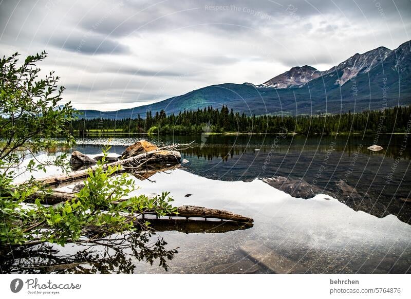 In the peace lies the strength Peaceful Idyll silent tranquillity Alberta Clouds Jasper national park Lake trees North America Reflection mountain lake