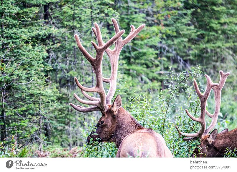 animal stories graze To feed Love of animals Wild Impressive antlers Deer wapiti Elk Wild animal Far-off places Wanderlust Deserted Alberta Fantastic especially