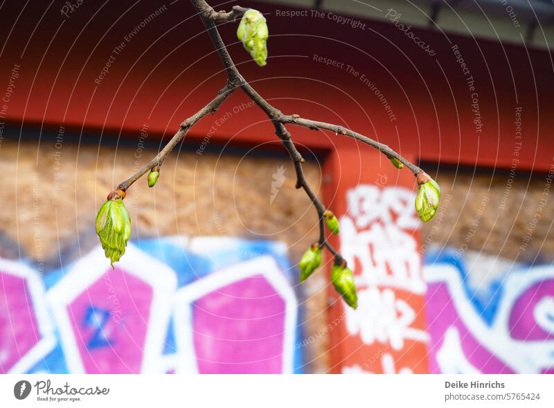 Delicate, green tree bud in front of a building wall with graffiti. Spring Sprout Green Close-up urban nature Graffiti details wax blossom Twig New start