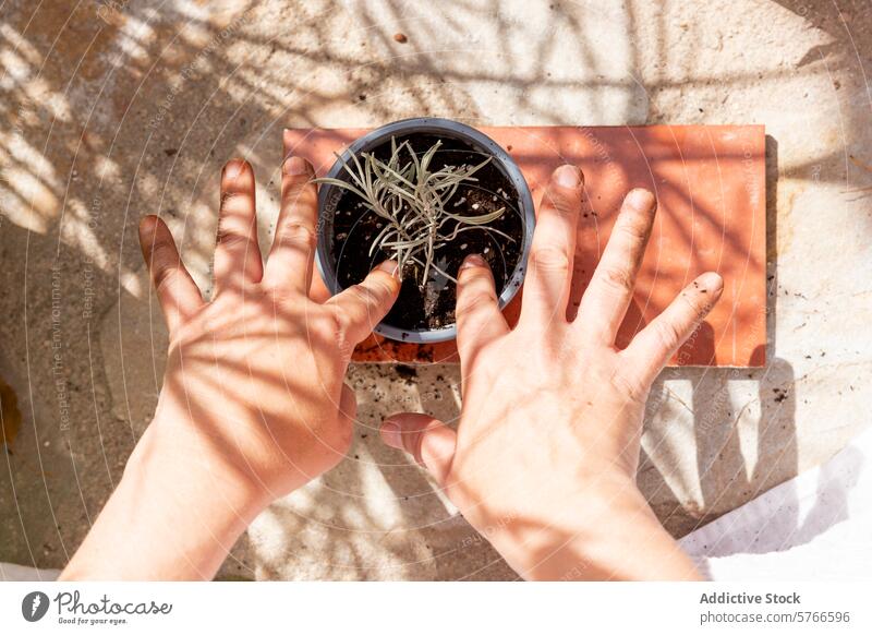 Hands and a young plant in pot during gardening hand soil sunny work day nature growth care outdoor horticulture dirty hobby environment agriculture cultivation