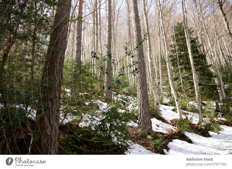 Snowy woodland in the Aragonese Pyrenees, Spain forest snow tree aragonese pyrenees spain nature winter outdoors scenery tranquil landscape pine birch beauty