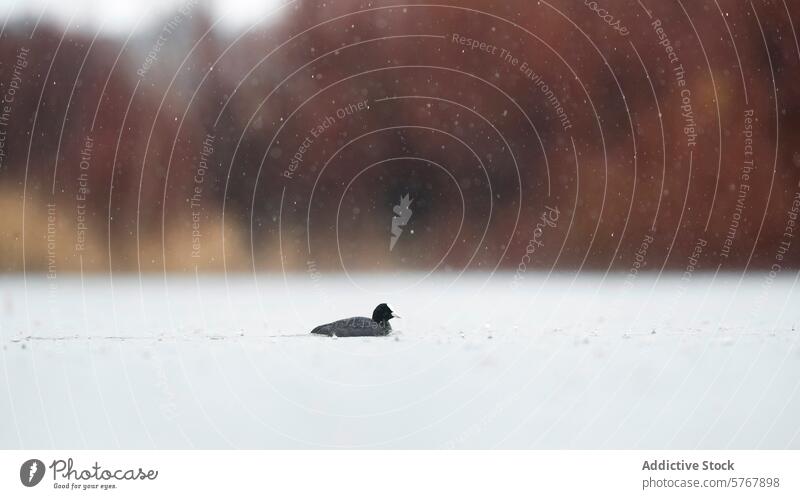 Common coot in snowy scene on peaceful lake common coot bird waterbird snowfall winter nature wildlife cold isolation tranquil serene calm environment habitat