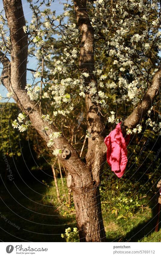 a pink cardigan hangs from a flowering plum tree. blossom Cardigan Spring Tree Fruit trees colour contrast Blossom pretty Exterior shot Nature Plant White