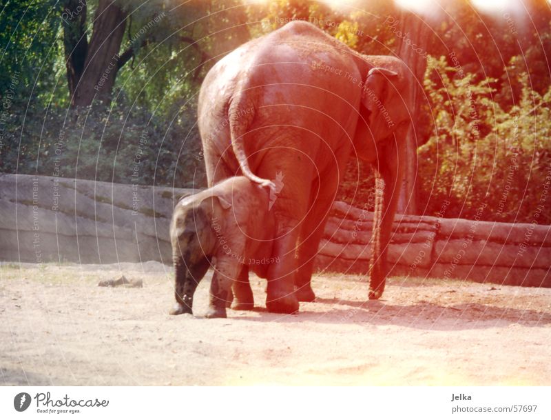 eli park Zoo Animal Elephant Baby elefant animals pachyderms Colour photo