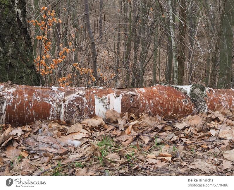 Brown and white tree trunk fallen on the leaf-covered forest floor. Forest Tree trunk foliage Nature Natural landscape Ecological nature park Natural habitat