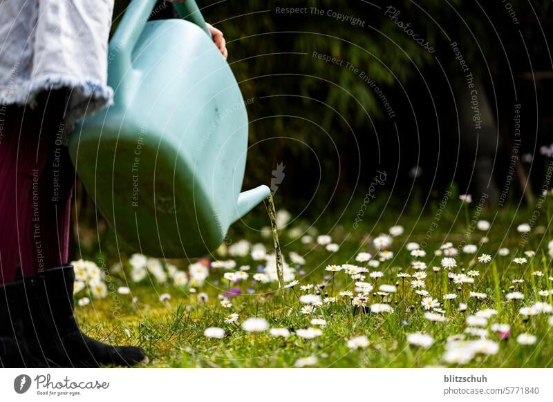 Watering the flower meadow Marguerite daisy meadow Marguerite Blossom marguerites Flower Nature Summer White Plant Blossoming Yellow Spring Meadow Colour photo