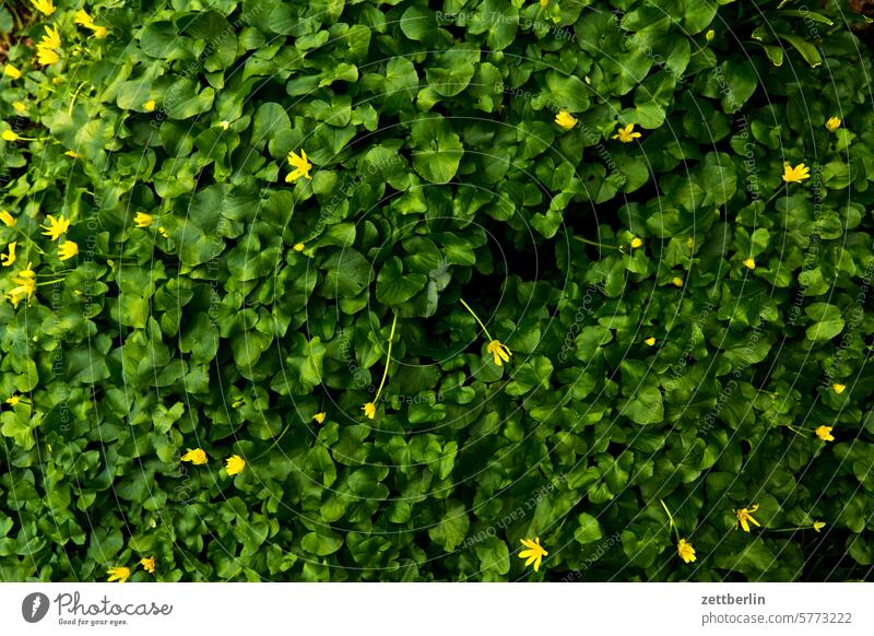 Lysimachia nummularia blossom Blossom Relaxation awakening holidays Garden Hedge allotment Garden allotments Deserted neighbourhood Nature Plant tranquillity