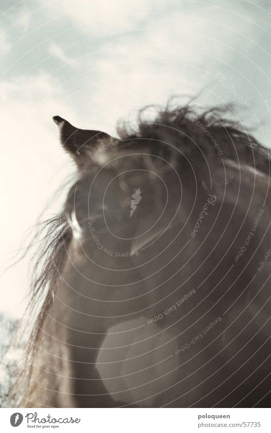 instantaneous Horse Brown Animal Eyes Horse's eyes Mane Horse's head Sky Pasture Sun Snow