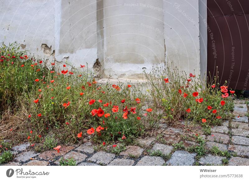 Poppies grow wild on the old walls of a historic building poppies Grass Weed uncontrolled growth Wild Cobblestones Paving stone Nature grasses Wall (barrier)