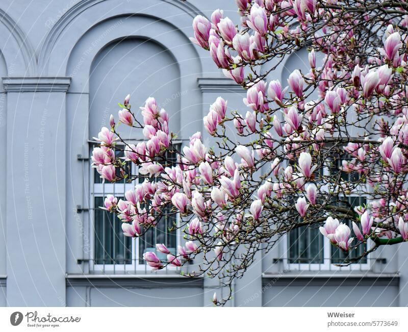 A lushly blooming magnolia in front of the barred windows of a historic building Magnolia tree Tree blossom Blossom Spring March April Window latticed