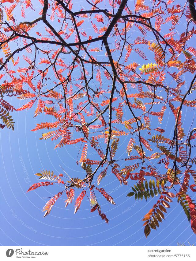 rust red Twigs and branches Tree Staghorn sumac Sky Blue Red russet Autumn Season Nature Deserted twigs Plant Leaf Exterior shot Colour photo Change clear