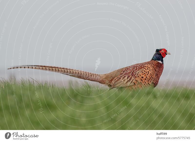 Close-up of a pheasant in a meadow Pheasant Bird Feather Wild animal Beak plumage colourful Green Elegant Blue Eyes Colour naturally pretty Exterior shot Animal