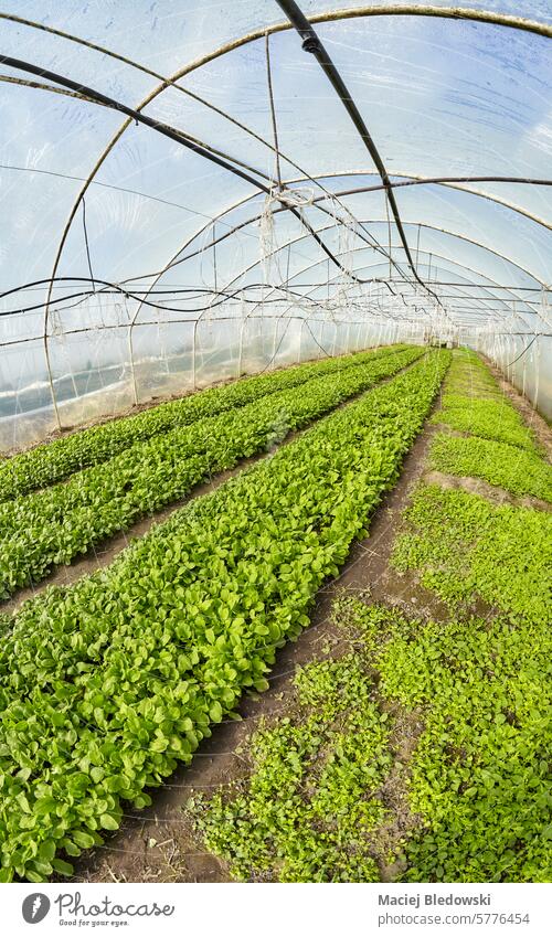 Wide angle view of organic vegetable greenhouse plantation, selective focus. agriculture seedling natural soil farm growth food garden fresh cultivation healthy