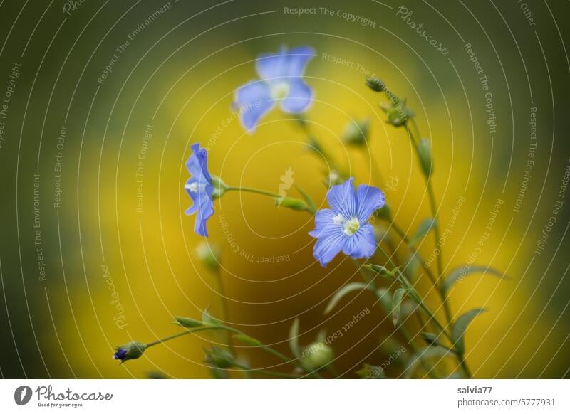 pale blue flax flowers in front of a sunflower Flax Flower Blossom Sunflowers Blue Yellow blurriness Delicate Plant Nature Summer Blossoming Agricultural crop
