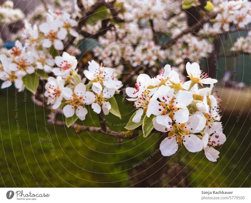 Close-up of delicate pear tree blossoms Pear tree Blossom Spring Tree Nature Exterior shot Colour photo Green White Environment Shallow depth of field