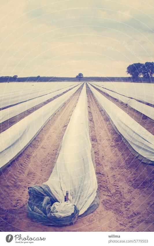 Asparagus, undercover Asparagus field Field covered Covers (Construction) Planning Packing film asparagus season Asparagus season Asparagus rows acre